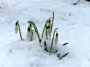 snowdrop-244994_1280