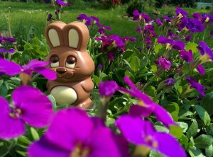 chocolate-bunny-329299_1280