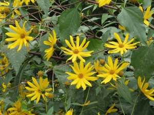 helianthus-tuberosus-848783_1280